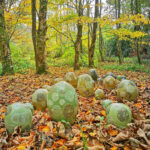 Lichen-effect ceramic forms in a woodland garden with autumn leaves